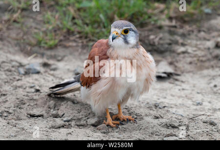Nankeen gheppio giugno 6th, 2019 vicino a Port Douglas, Australia Foto Stock