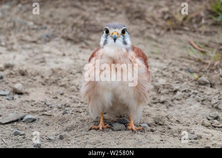 Nankeen gheppio giugno 6th, 2019 vicino a Port Douglas, Australia Foto Stock