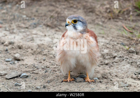 Nankeen gheppio giugno 6th, 2019 vicino a Port Douglas, Australia Foto Stock