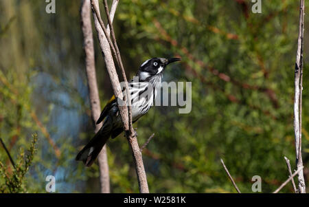 New Holland Honeyeater Maggio 30th, 2019 Blue Mountains, Australia Foto Stock