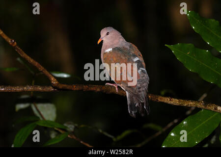 Pacifico Colomba Smeraldo giugno 8th, 2019 Foresta Pluviale Treehouse, vicino Tarzali, Australia Foto Stock