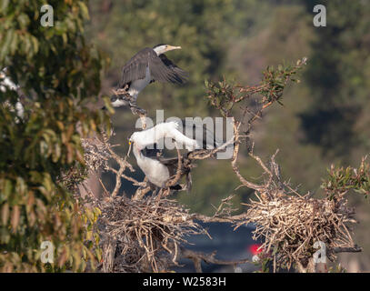 Pied Cormorant Giugno 12th, 2019 Centennial Park a Sydney in Australia Foto Stock