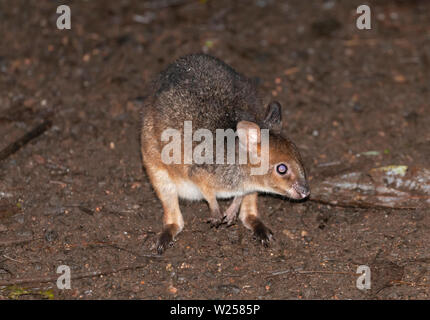 Red-gambe Pademelon Giugno 11th, 2019 Treehouses tettoia vicino Tarzali, Australia Foto Stock