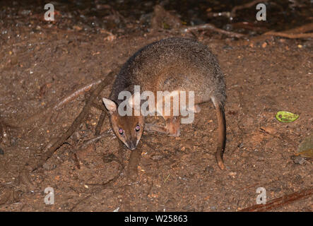 Red-gambe Pademelon Giugno 11th, 2019 Treehouses tettoia vicino Tarzali, Australia Foto Stock