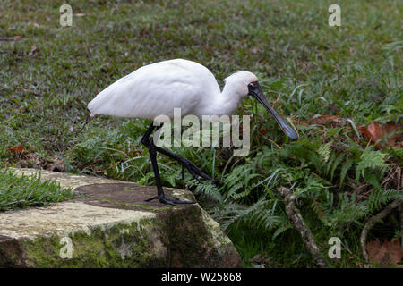 Royal Spoonbill Giugno 12th, 2019 Centennial Park a Sydney in Australia Foto Stock