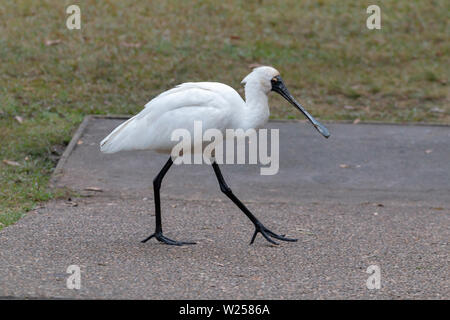 Royal Spoonbill Giugno 12th, 2019 Centennial Park a Sydney in Australia Foto Stock