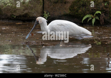 Royal Spoonbill Giugno 12th, 2019 Centennial Park a Sydney in Australia Foto Stock