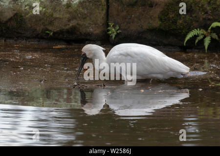 Royal Spoonbill Giugno 12th, 2019 Centennial Park a Sydney in Australia Foto Stock