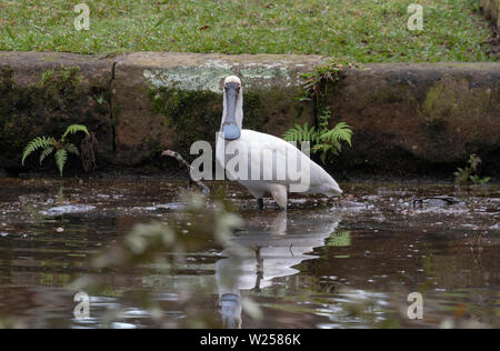 Royal Spoonbill Giugno 12th, 2019 Centennial Park a Sydney in Australia Foto Stock
