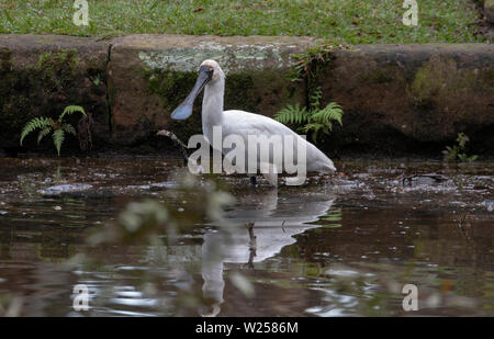 Royal Spoonbill Giugno 12th, 2019 Centennial Park a Sydney in Australia Foto Stock