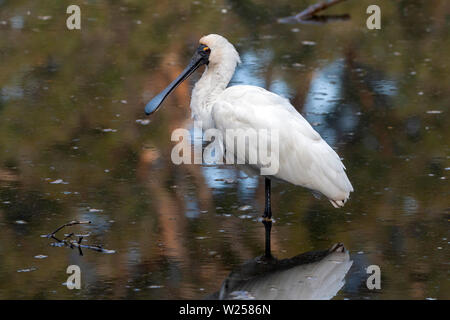 Royal Spoonbill Giugno 12th, 2019 Centennial Park, Sydney, Australia Foto Stock
