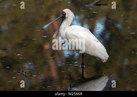 Royal Spoonbill Giugno 12th, 2019 Centennial Park, Sydney, Australia Foto Stock