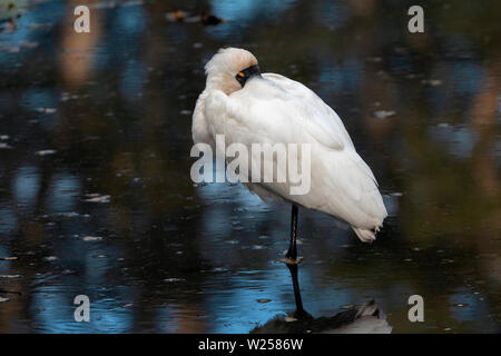 Rainbow Lorikeet Giugno 12th, 2019 Centennial Park, Sydney, Australia Foto Stock