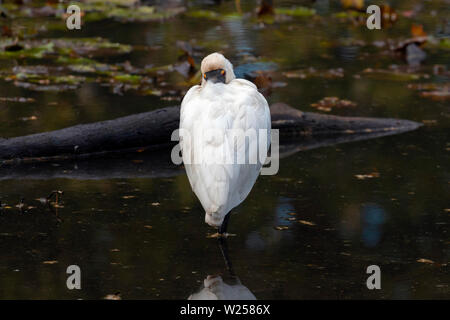 Royal Spoonbill Giugno 12th, 2019 Centennial Park, Sydney, Australia Foto Stock