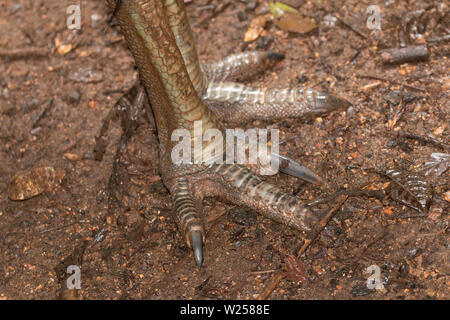 Casuario meridionale - presi in e intorno al Parco Nazionale Daintree in Australia Foto Stock