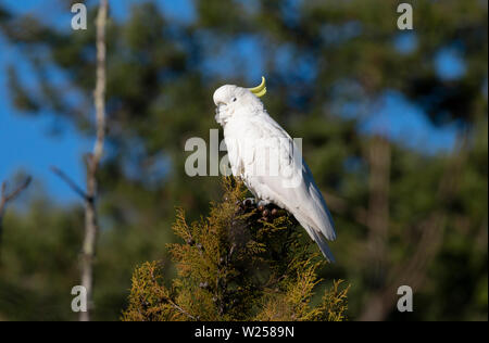 Zolfo-crested Cockatoo Maggio 30th, 2019 Blue Mountains, Australia Foto Stock