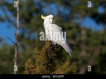 Zolfo-crested Cockatoo Maggio 30th, 2019 Blue Mountains, Australia Foto Stock