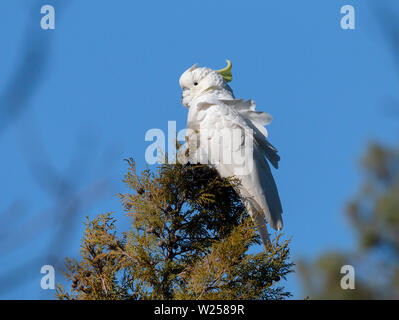 Zolfo-crested Cockatoo Maggio 30th, 2019 Blue Mountains, Australia Foto Stock