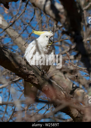 Zolfo-crested Cockatoo Maggio 30th, 2019 Blue Mountains, Australia Foto Stock