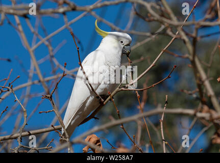 Zolfo-crested Cockatoo Maggio 30th, 2019 Blue Mountains, Australia Foto Stock