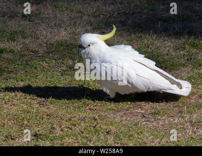 Zolfo-crested Cockatoo Maggio 30th, 2019 Blue Mountains, Australia Foto Stock