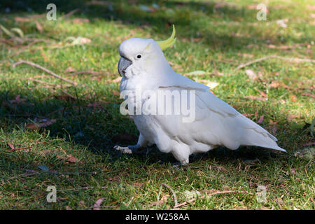 Zolfo-crested Cockatoo Maggio 30th, 2019 Blue Mountains, Australia Foto Stock