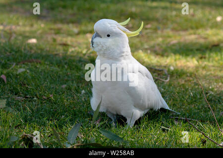 Zolfo-crested Cockatoo Maggio 30th, 2019 Blue Mountains, Australia Foto Stock