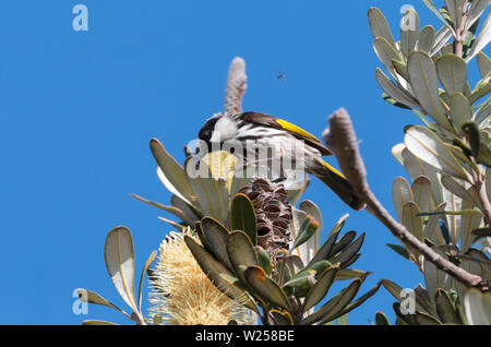 Bianco-cheeked Honeyeater Giugno 3rd, 2019 Bongil Bongil National Park, Australia Foto Stock