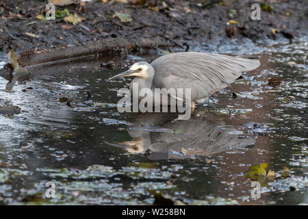 Di fronte bianco-Heron Giugno 12th, 2019 Centennial Park a Sydney in Australia Foto Stock