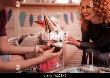 Alimentazione di cani. I proprietari di cani bianchi ridere mentre la loro alimentazione con tortine e festeggia il compleanno Foto Stock