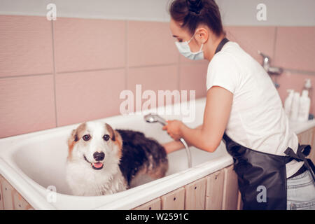 Cane bocca di apertura. Cute cane bocca di apertura mentre il lavoratore di toelettatura lui di lavaggio nella vasca da bagno Foto Stock