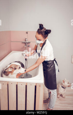 Lavoratore cane di lavaggio. Dai capelli scuri di lavoratore toelettatura indossando maschera durante il lavaggio cane nella vasca da bagno Foto Stock