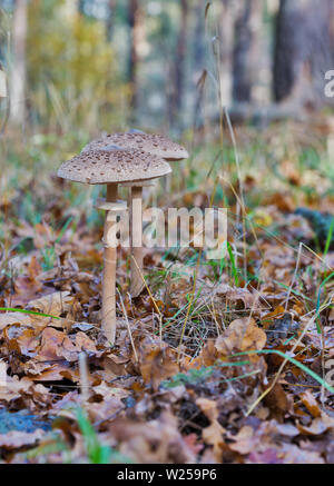 I funghi Amanita nella foresta di autunno closeup Foto Stock