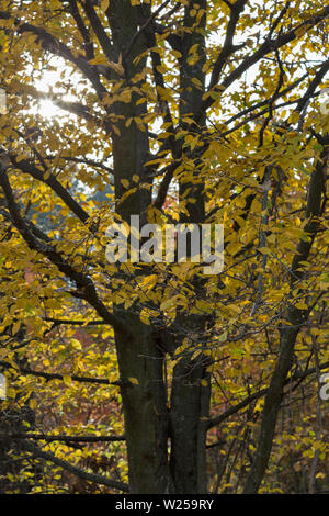 Oak autunno foresta con sun guardando attraverso i rami Foto Stock