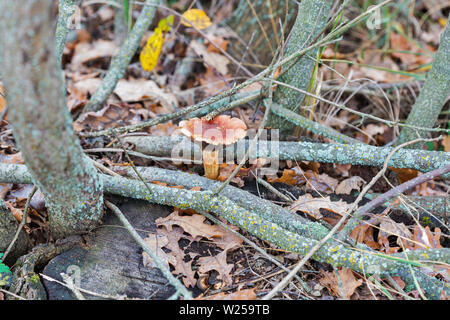 Funghi chanterelle False (Hygrophoropsis aurantiaca) nella foresta di autunno closeup Foto Stock