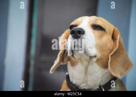 Beagle nella parte anteriore di una recinzione Foto Stock