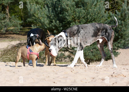 Più cani come merle colorato Great Dane e piccolo fulvo bulldog francese sale riunioni fino a un dog park Foto Stock