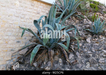 Un enorme agave in estate il luogo di vacanza in Croazia Foto Stock