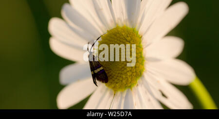 Butterfly, Nemophora degeerella su retroilluminato bianco fiore, Leucanthemum vulgare o Margherita occhio di bue Foto Stock