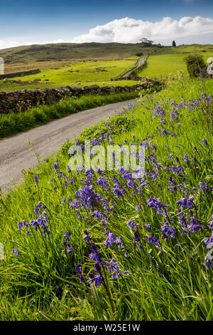 Regno Unito, Cumbria, York, wild bluebell fiori accanto al crescente stretta via unica strada per Firbank cadde, Foto Stock