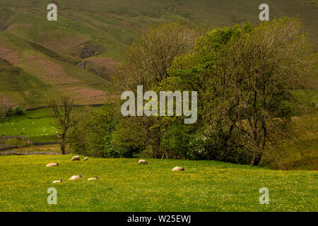 Regno Unito, Cumbria, York, Caultey, pecore al pascolo in fiore selvatico-riempito prato sotto Howgill cadde Foto Stock