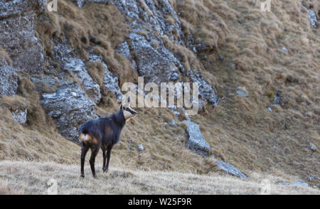 Camoscio dei Carpazi in autunno, nei Carpazi, montagne di Bucegi, Romania Foto Stock