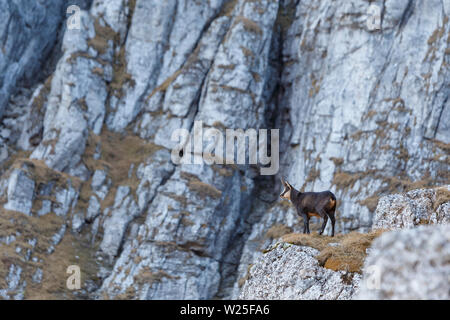 Camoscio dei Carpazi in autunno, nei Carpazi, montagne di Bucegi, Romania Foto Stock