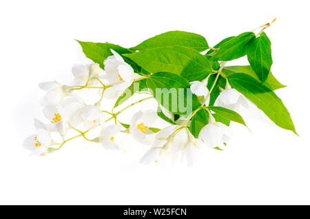 Ciuffi di fiori bianchi Filadelfo coronarius Aureus. Foto Stock