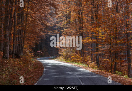 Una tortuosa strada curva attraverso l'autunno alberi nelle montagne dei Carpazi, Romania Foto Stock