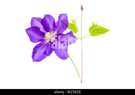 Viola la clematide fiore isolato su sfondo bianco. Foto Stock