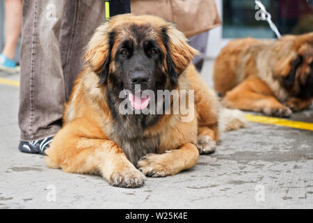 Leonberger - grande marrone e nero cane posa su pavimento in pietra accanto ai suoi piedi master Foto Stock