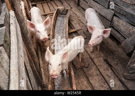 Tre piccoli maiali in piccole casette di legno stallo, sono poveri in Madagascar in modo che anche gli animali sono piuttosto sottili senza essere alimentato ben Foto Stock