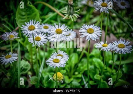 Un mazzetto di margherite in un campo verde in primavera Foto Stock