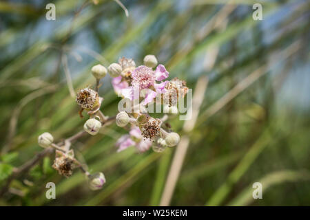 Un close-up di fiori di blackberry su un ramo Foto Stock